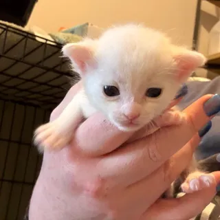 Squirt