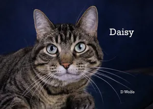 Daisy