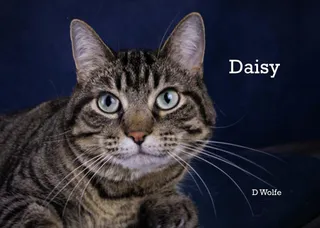 Daisy