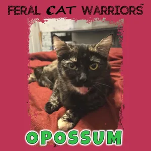 Opossum