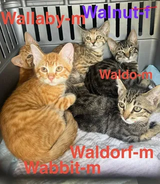 Waldo 26