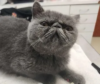 Blueberry