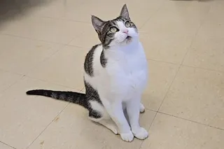 Hazel