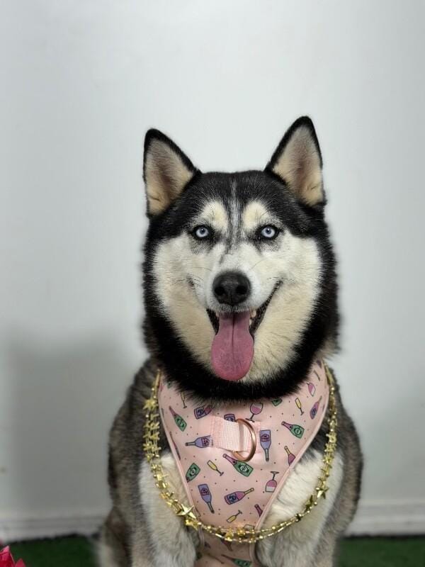 Sasha-One of our Amazing Rescue Dogs