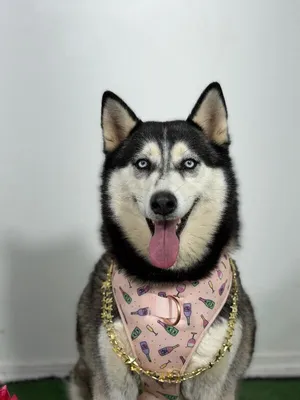 Sasha-One of our Amazing Rescue Dogs