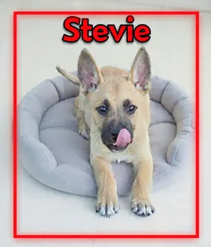 Stevie