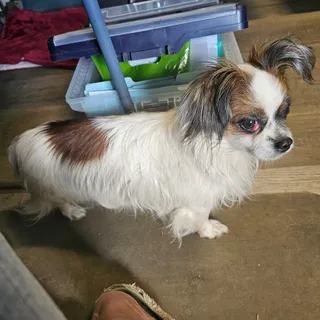 Domino