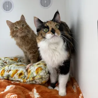 Ricotta
