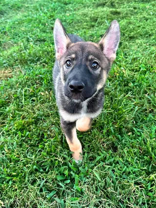 Athena