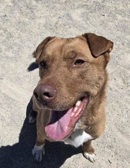 Koda