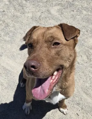 Koda