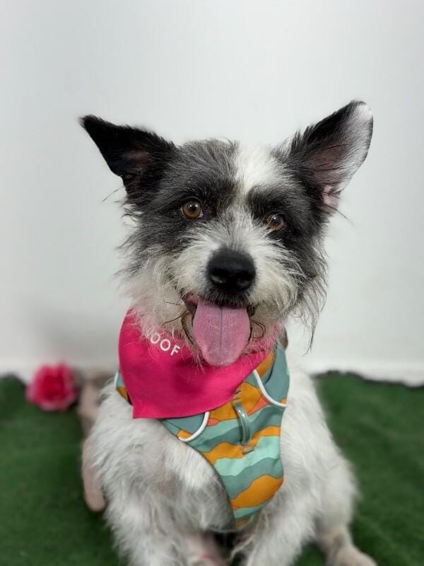 Colonel-One of our Amazing Rescue Dogs