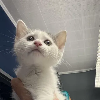 Tinkerbell