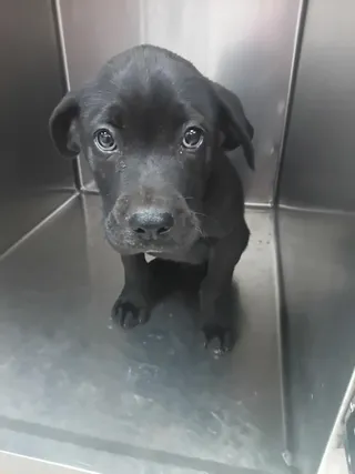 Jet