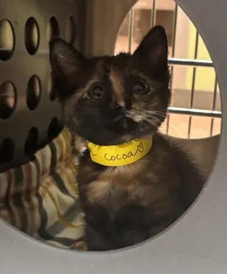 Cocoa