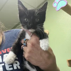 Loki