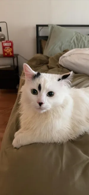 Oreo