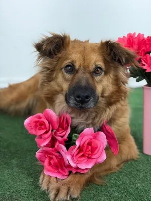 Cinnamon-One of our Amazing Rescue Dogs