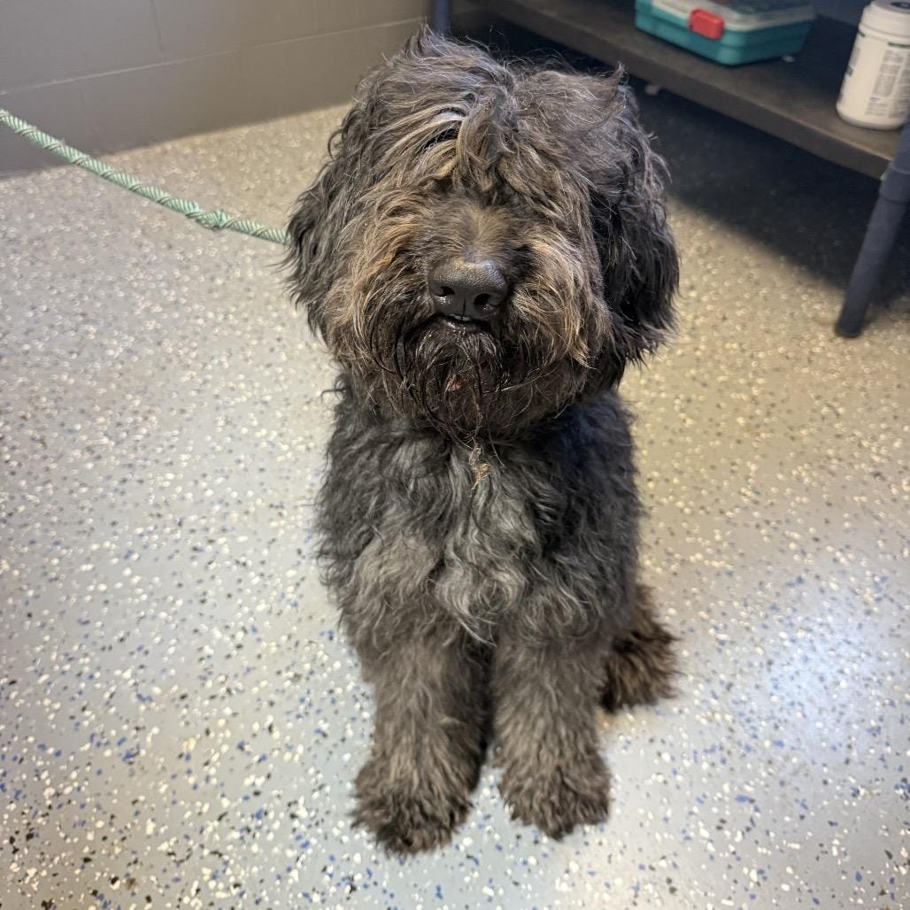 TUSC-Stray-84630