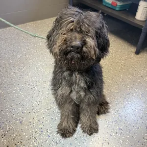 TUSC-Stray-84630