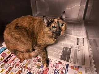 COCO