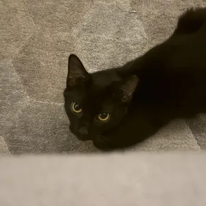 Piper