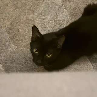 Piper