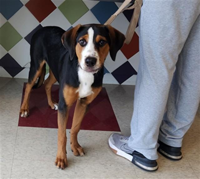 Dixie A217701