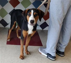 Dixie A217701