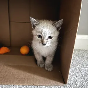 Levi
