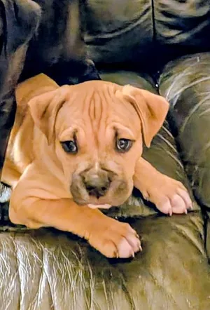 REX