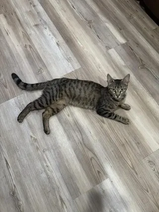 Isabella