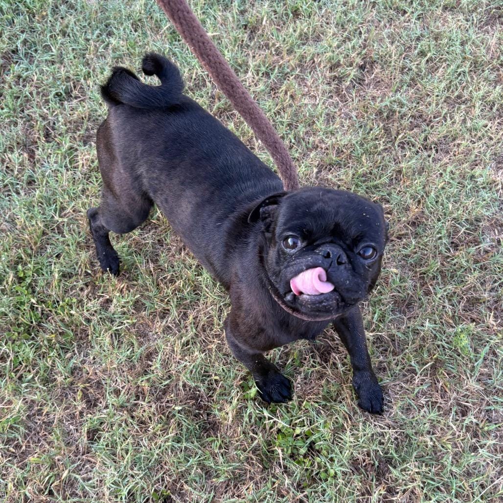 Fester/Darth D45920