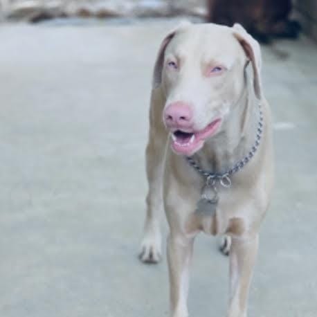 Tyson