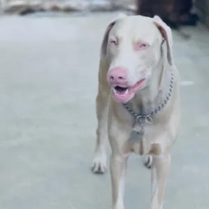 Tyson