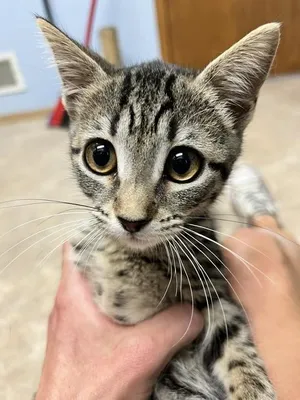 Teenie