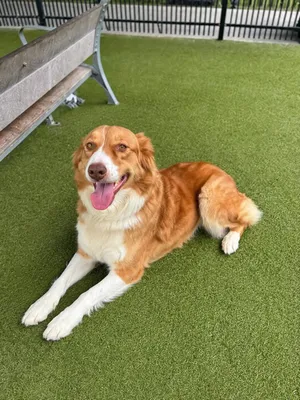 Ginger