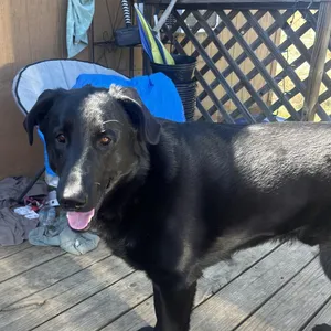 Chauncey