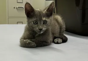 Shasta