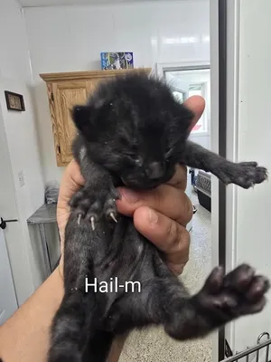 Hail