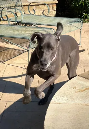 Nala