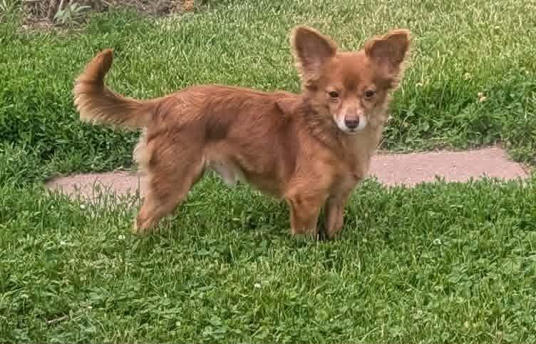 Boscoe