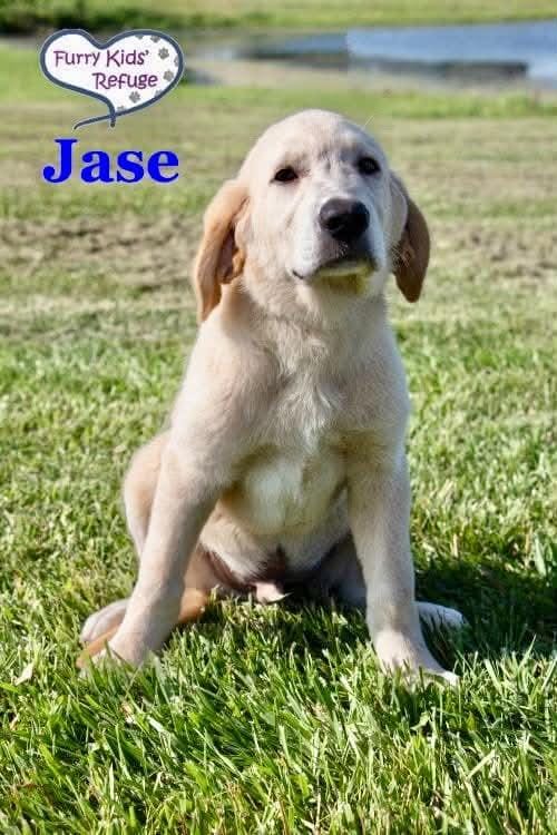 Jase