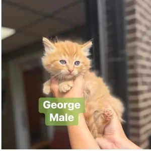 George in Manchester, MD