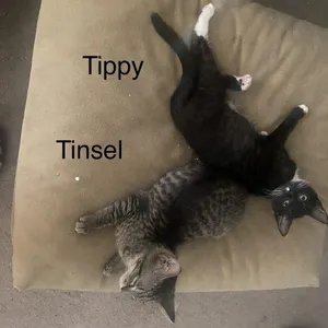 Tinsel