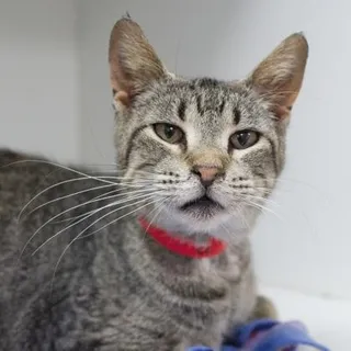 Melba
