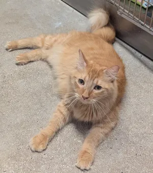 Simon