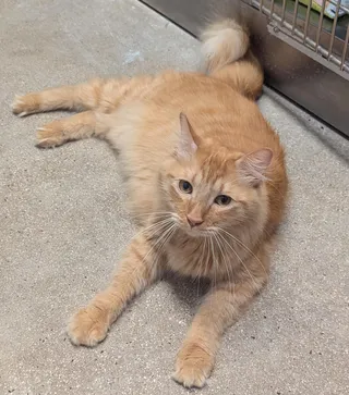 Simon