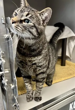 CATTICUS