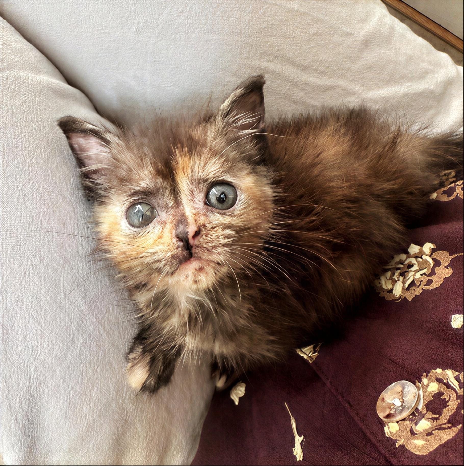 Chloe